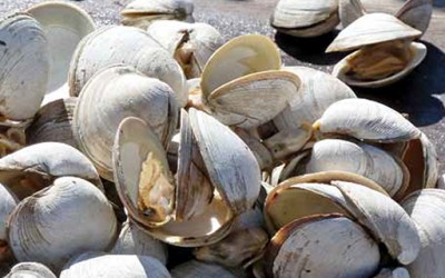 Steamed Clams in White Wine and Garlic Butter